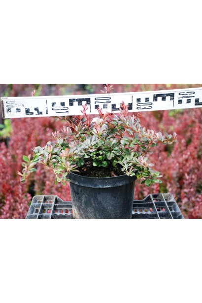 Барбарис Атропурпуреа Нана діаметр 30-40 см