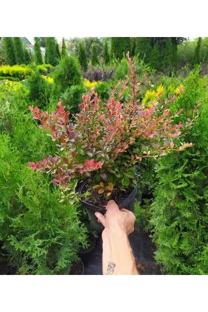 Барбарис Тунберга Атропурпуреа Нана