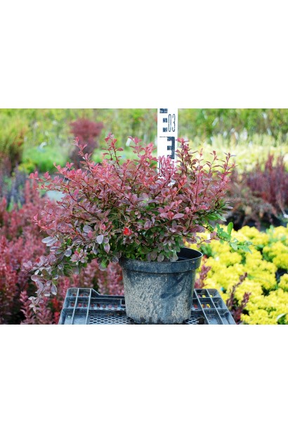 Барбарис Тунберга Атропурпуреа Нана в горщику висота 25-30 см