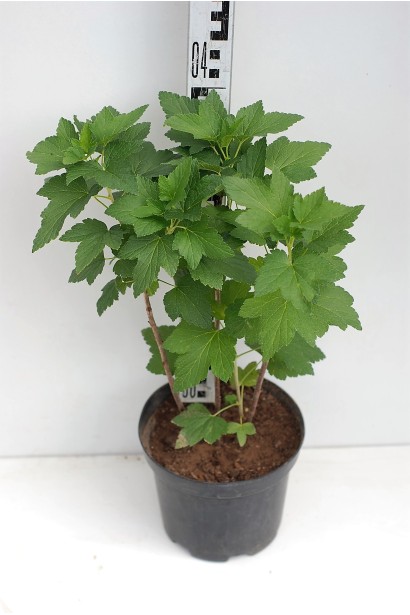 Смородина Орест в контейнере 3л/40см/Ø30см