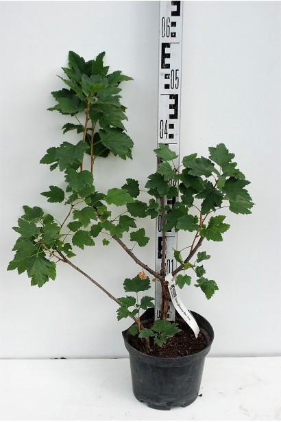 Саджанці смородина Джонкер Ван Тетс