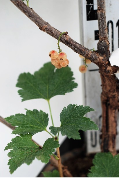 Саджанець смородина Джонкер Ван Тетс