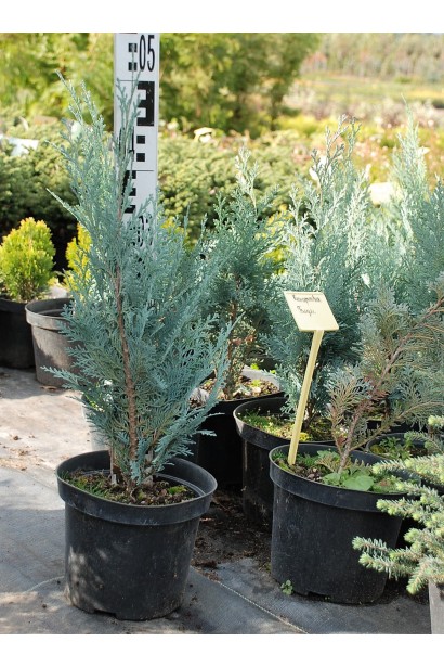 Кипарисовик Blom саженец 30-50 см