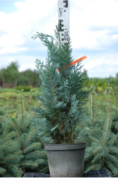 Кипарисовик Лавсон Блом контейнер 3 л 40-50 см