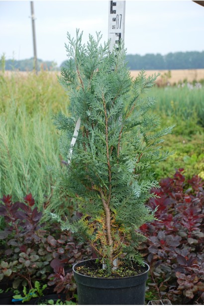 Кипарисовик Лавсон Блом контейнер 5 л 50-70 см