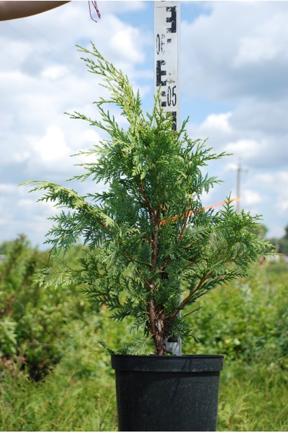Кипарисовик нутканский Ауреа 50-60 см