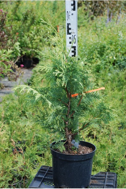 Кипарисовик нутканский Ауреа в контейнере 5 л 50-60 см