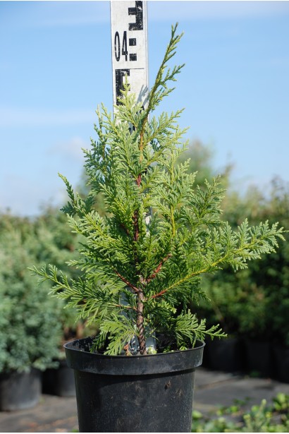 Cupressus nootkantensis Aurea