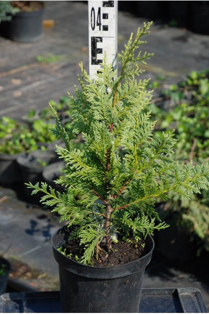 Кипарисовик нутканский Ауреа 30-40 см