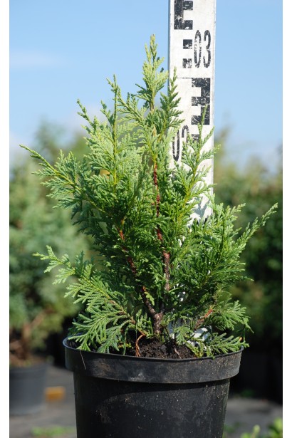 Каллитропсис нутканский саженец