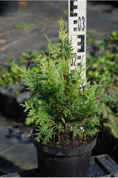 Кипарисовик нутканский Ауреа 20-30 см контейнер 3л