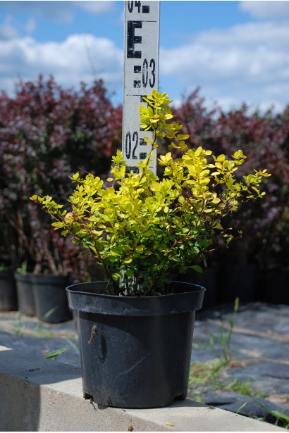 Барбарис Тунберга Ауреа в контейнері 3 л