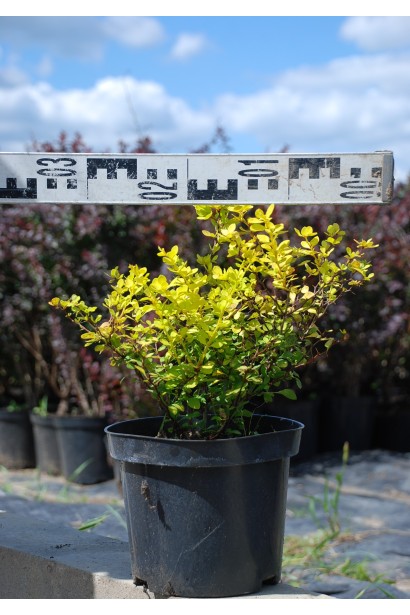 Барбарис Тунберга Ауреа діаметр 30-35 см 