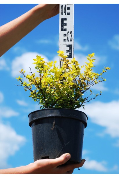 Барбарис Тунберга Ауреа в контейнері