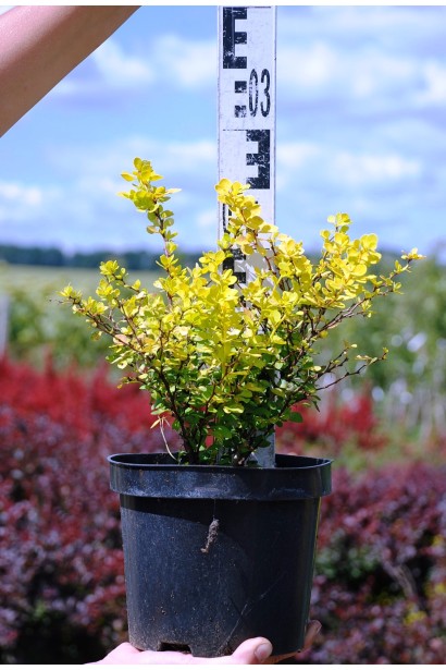 Барбарис Тунберга Ауреа висота 25 см