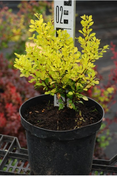 Барбарис Тунберга Ауреа 