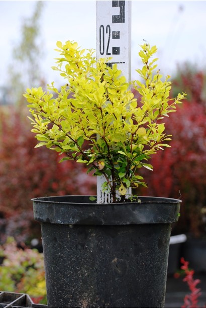 Барбарис Тунберга Aurea