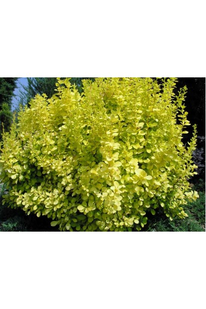 Барбарис Тунберга Ауреа