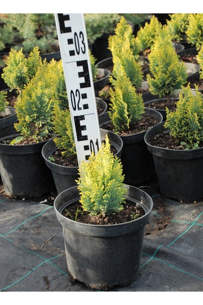 Кипарисовик Елвудс Голд 10-15 см