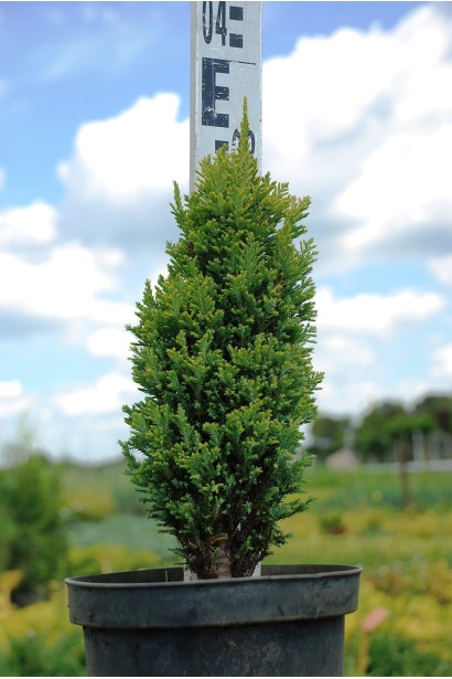 Кипарисовик Елвудс Голд в горщику 3 л 30-35 см