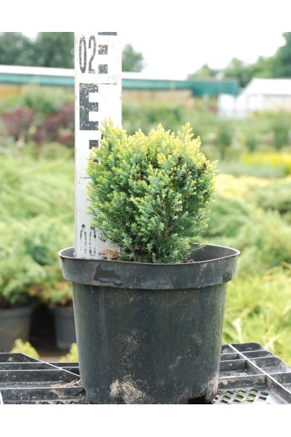 Кипарисовик Лавсона Елвудс Голд саджанець 10-15 см