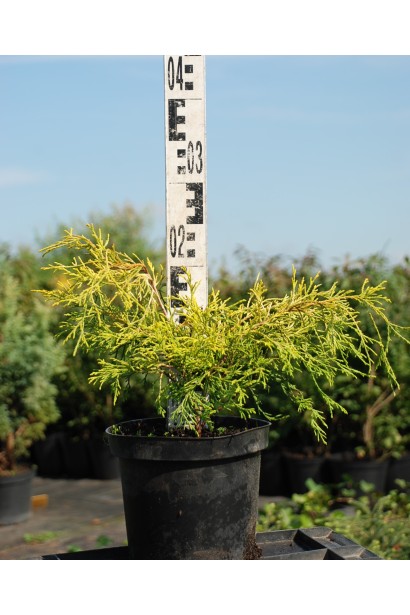 Кипарисовик Філіфера Ауреа висота 20-25 см