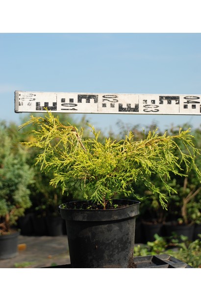 Кипарисовик Філіфера Ауреа діаметр 30-40 см