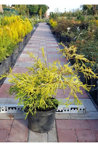 Кипарисовик Філіфера Ауреа саджанець в контейнері 3 л