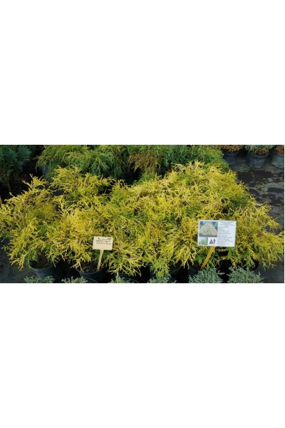 Кипарисовик Філіфера Ауреа в садовому центрі