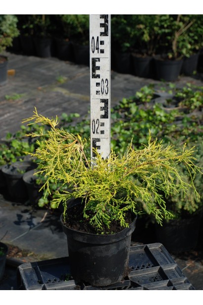 Кипарисовик Філіфера Ауреа контейнер 3 л