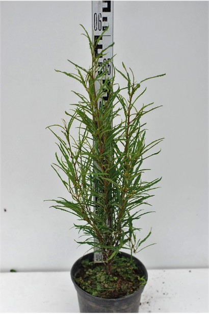 Крушина ламка Файн Лайн саджанець С3 40-60 см