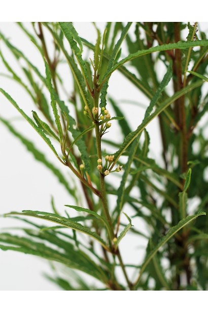 Крушина Файн Лайн зелене тонке листя з хвилястими краями