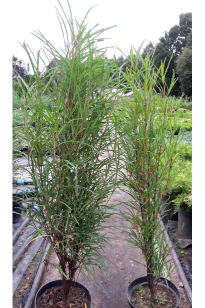 Крушина Fine Line саджанці в садовому центрі