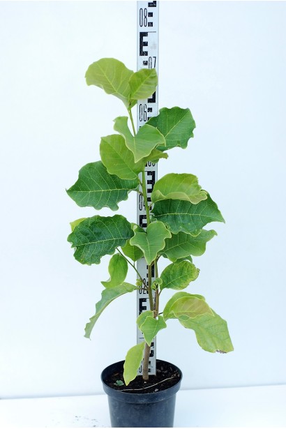 Магнолия Суланжа Галакси в контейнере 3 л 50-70 см