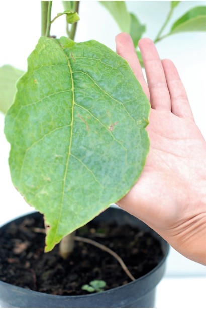 Размер листьев магнолии Галакси