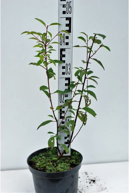 Мигдаль трилопатевий Розенмунд саджанець в горщику 3 л висота 40-50 см