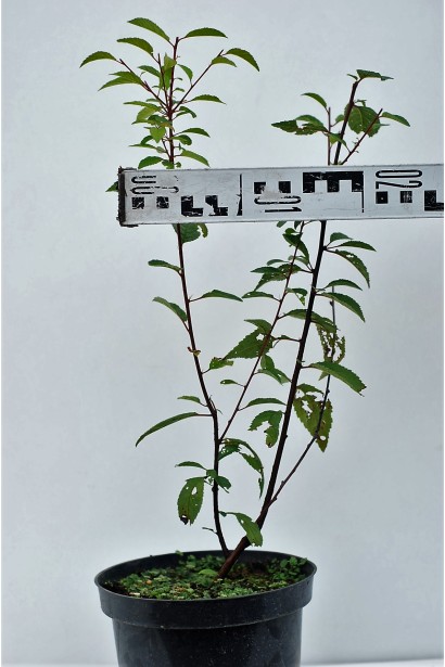 Мигдаль трилопатевий Розенмунд в контейнері діаметр крони 15-20см