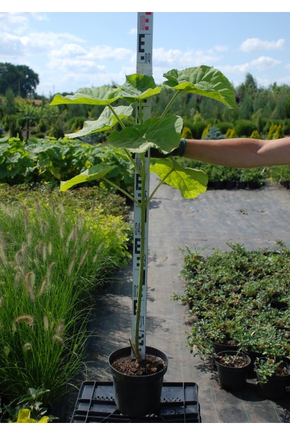 Павловнія повстиста / Адамове дерево - 7,5л/вис.70-90см/Ø30-40см