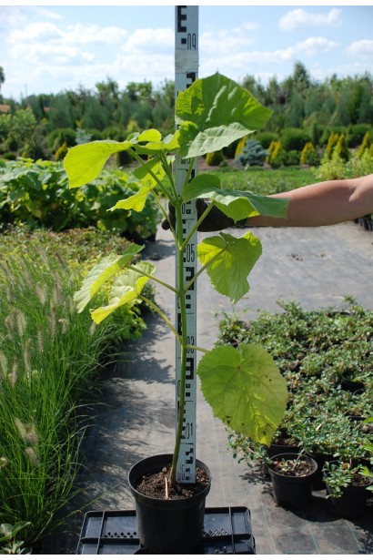 Павловнія повстиста / Адамове дерево - 7,5л/вис.70-90см/Ø30-40см