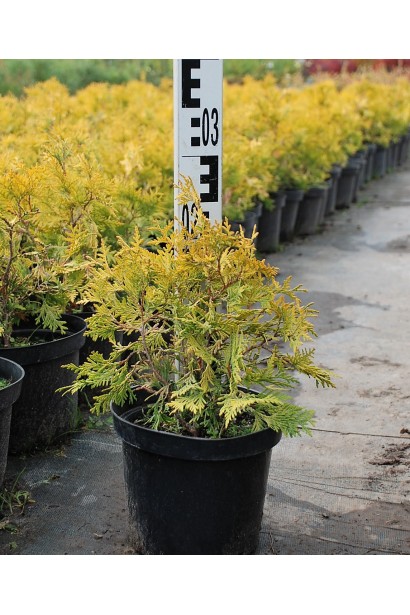 Туя західна Санкіст  - 3л/20-30см/15-20см