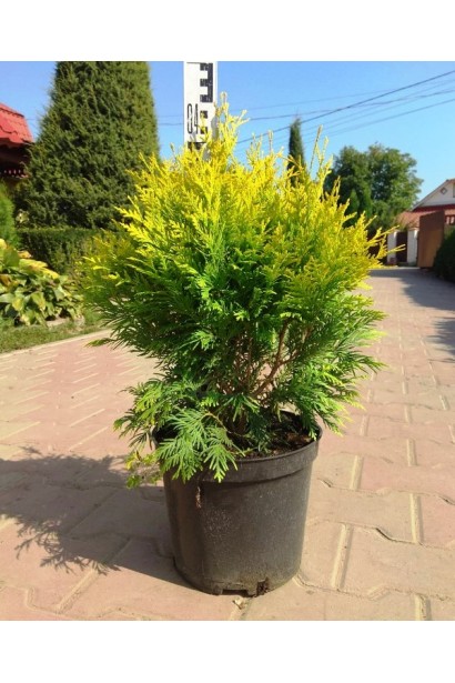 Туя західна Санкіст - 5л/40-45см/40-50см