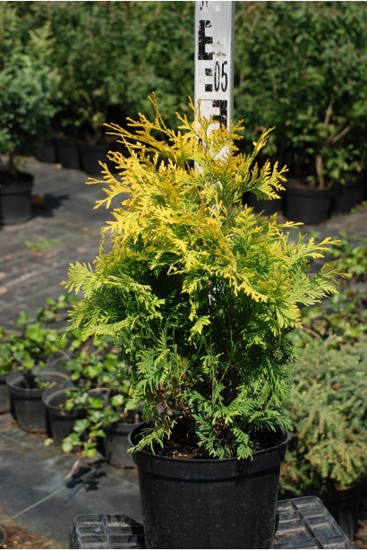 Thuja occidentalis Sunkist
