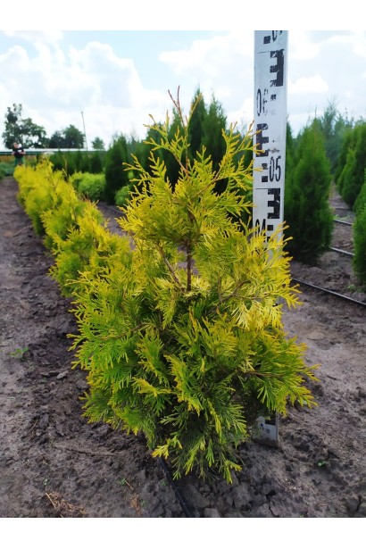 Туя західна Санкіст