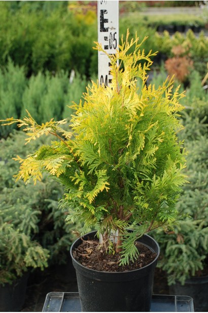 Туя західна Санкіст