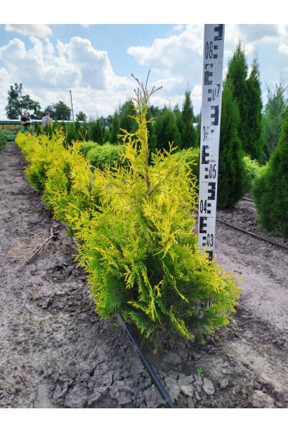 Туя західна Санкіст 