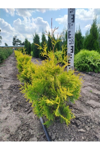 Thuja occidentalis Sunkist