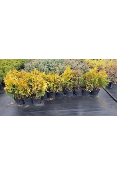 Туя Санкіст для клумб і декоративних бордюрів.