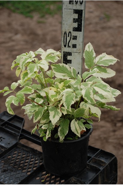 Снить звичайна Варієгата  1л/вис.10-15см/Ø10-15см