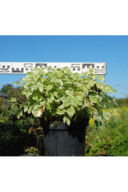 Саджанець сниті Варієгата в садовому центрі
