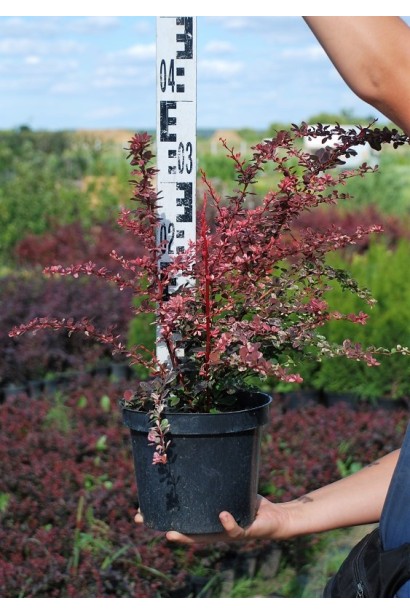 Барбарис Тунберг Арлекин С3 высота 30-40 см